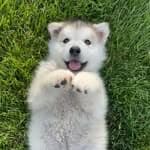Hugo The Malamute (@hugo_themalamute)