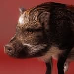 Merlin (@merlinthepig)